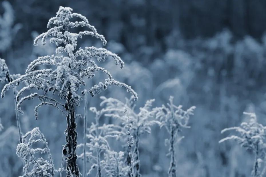 Зима ворвется неожиданно рано: россиянам дали ответ - когда к ним в города придут морозы