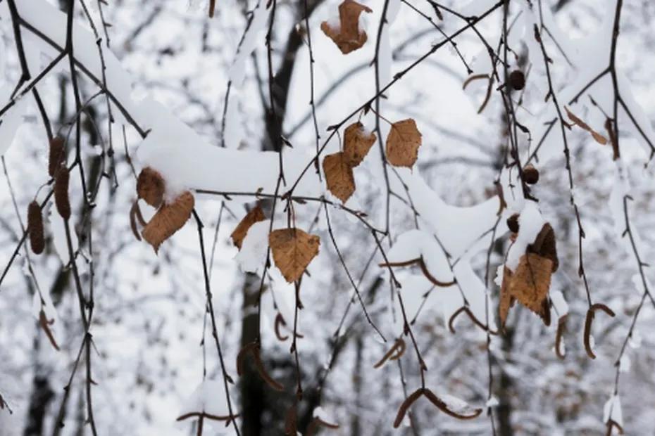 В Самарской области похолодает до минус 10 градусов: Синоптики дали прогноз на начало декабря