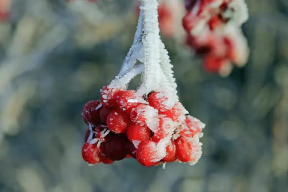 Вильфанд сообщил россиянам об ожидаемой волне тепла в декабре: зима уходит прочь от нас
