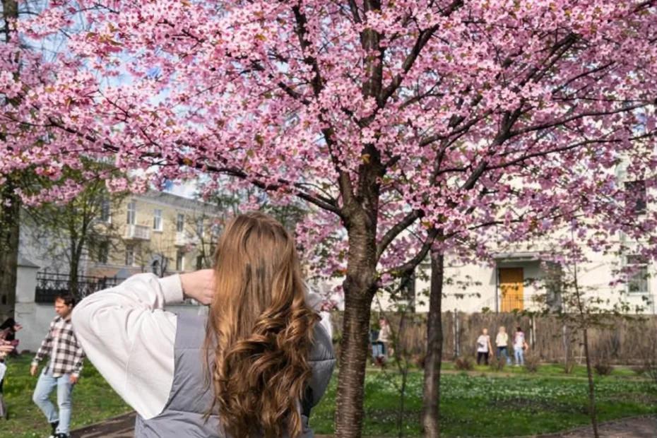 Япония отдыхает: 4 города России, в которых цветение сакуры выглядит как открытка