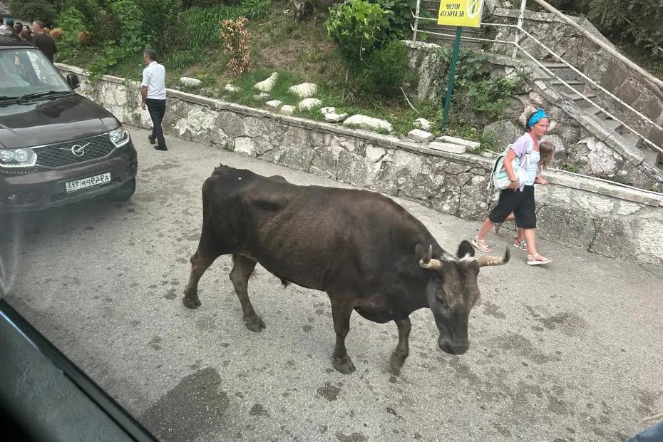 Попрошайки и разгромленные дома: российский турист поделился честным отзывом о популярном курорте