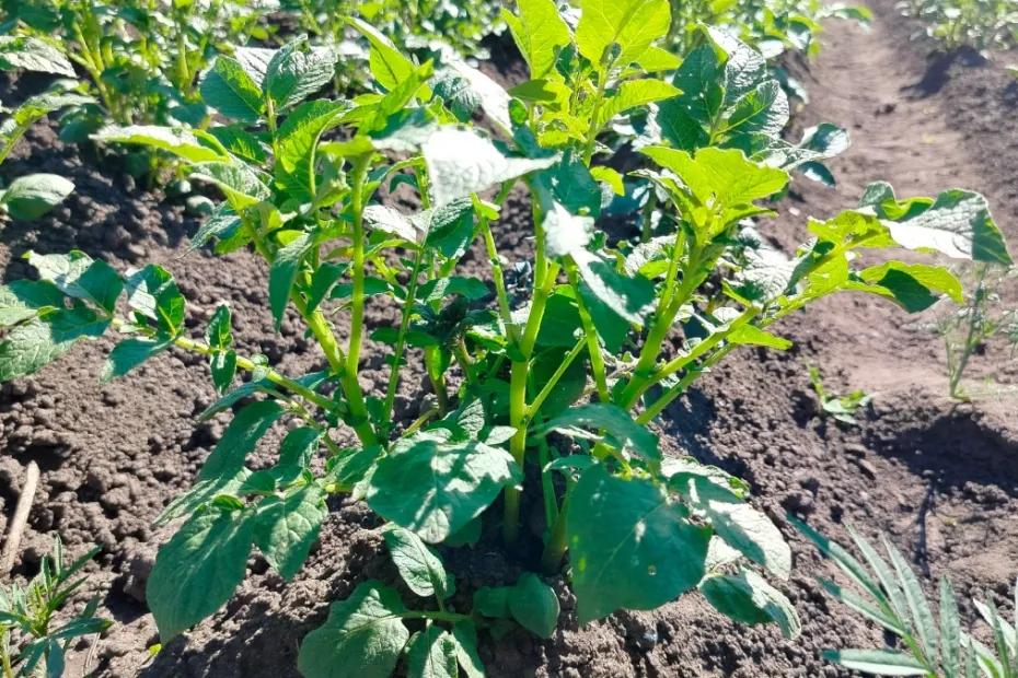 В какие дни сажать картофель в мае 2026: благоприятные даты по лунному календарю - как подготовить клубни