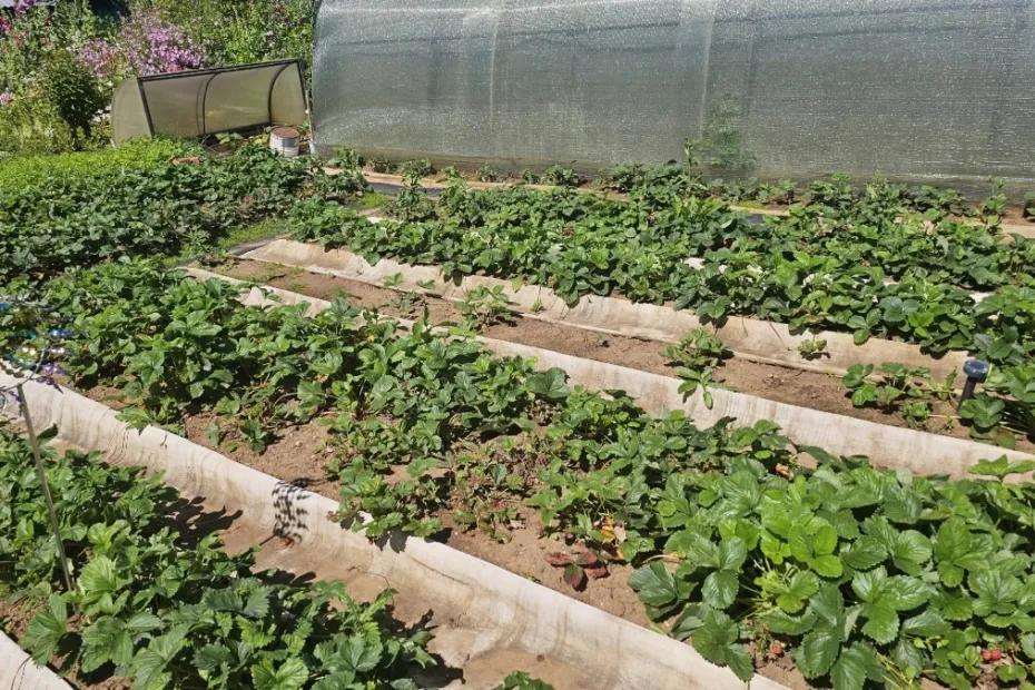 Зачем опытные огородники льют уксус на грядки и опрыскивают им дорожки: простой способ избавиться от проблем