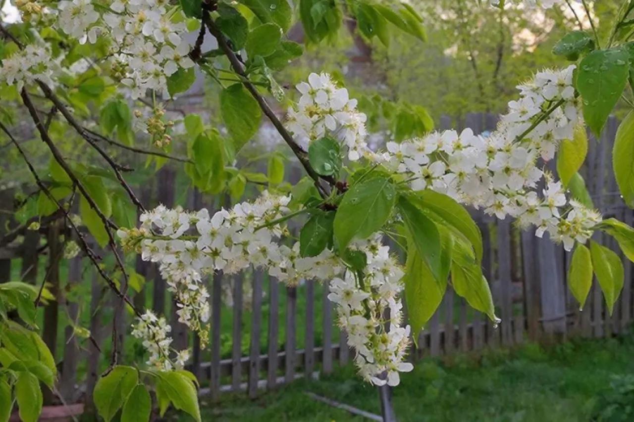 &laquo;Черемуховые холода&raquo; и аномальное тепло: май 2026 разрывает Россию - полный прогноз по регионам