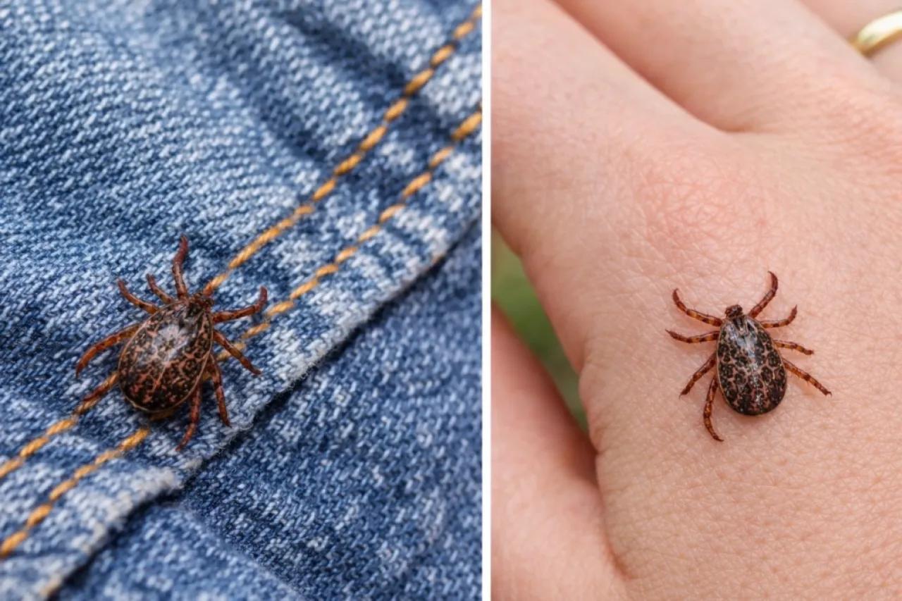 Клещи сбегают от этого запаха за километр: достаточно нескольких капель простейшего средства