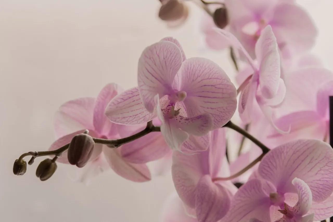 Так вот почему ваши орхидеи не цветут - вы просто выбрасываете то, что могло бы их накормить