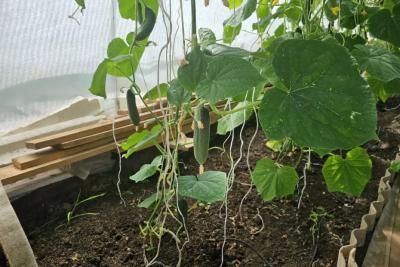 Огурцы оживают, зеленеют и обильно плодоносят до морозов, если сделать так в августе - обработка и подкормка одновременно