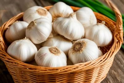 Пролейте грядки простым аптечным средством перед посадкой чеснока осенью - вырастет с кулак