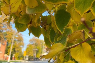 Бабье лето-2025: синоптики назвали россиянам точные даты и продолжительность летнего тепла