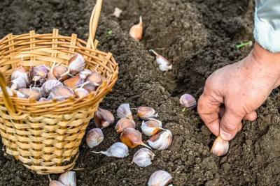 Когда высаживать озимый чеснок в России в 2025 году: идеальные сроки и секреты агронома