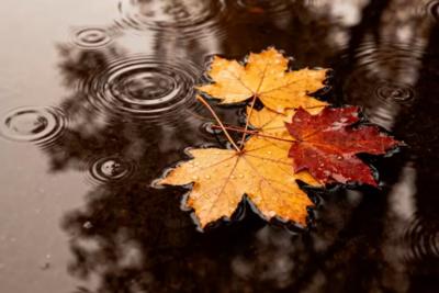 Синоптик Вильфанд дал информацию о «бабьем лете»: погода этой осенью подкинет двойной сюрприз