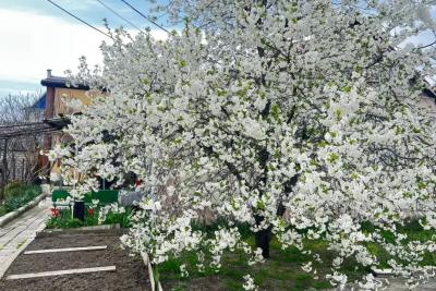 Весна-2026 будет ранней: обновлённый прогноз от главного синоптика России Романа Вильфанда