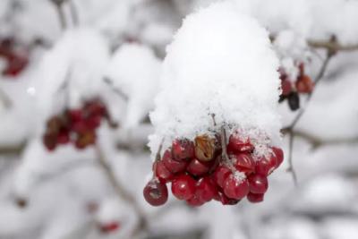 &laquo;Зима принесет аномалии&raquo;. Новый прогноз от синоптиков на декабрь - придется готовиться к трудностям