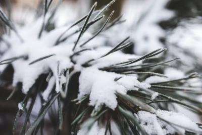 Зима-2026 обещает быть суровой: синоптики призвали дачников готовиться к сложностям на участке - прогноз