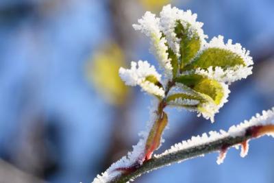 Зима отменяется: в ряде регионов России наступит &laquo;метеовесна&raquo; - обновлённый прогноз на 2026