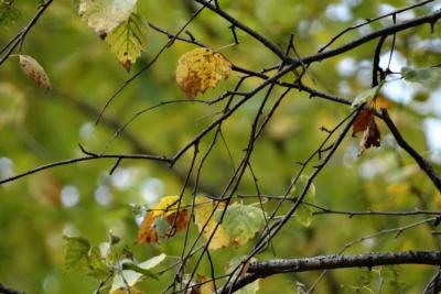 Зима отменяется вопреки всем ожиданиям: Вильфанд поставил жирную точку в споре о Новом годе