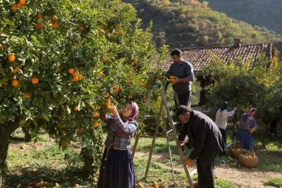 Съездила на сбор мандаринов в Абхазию - заработала больше, чем в офисе: правдивый отзыв туристки