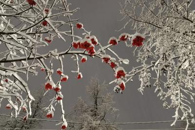 Морозы -40 и «ледяной апокалипсис»: ждать ли России рекордных холодов зимой 2025-2026? Роман Вильфанд сказал, как есть