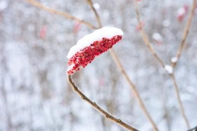 Три подсказки от матушки-природы: Как я предсказываю зиму по лесу и саду