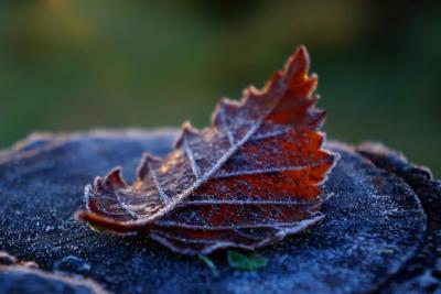 Зима в России отменяется: синоптики дала прогноз, будет ли снег на Новый год