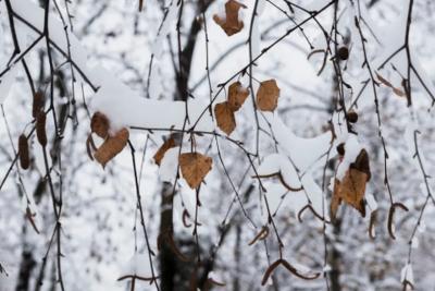 В Самарской области похолодает до минус 10 градусов: Синоптики дали прогноз на начало декабря