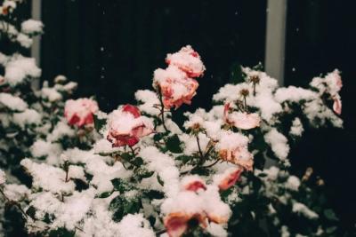 Синоптики в ступоре: весна 2026 полностью обновляет сценарий - май устроит настоящие качели