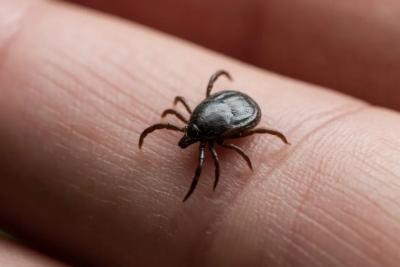 В мае и апреле от клещей - мощнее нет: 5 капель на одежду - и паразиты отползут на километр, эффект на целый день