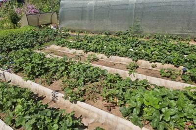 Зачем опытные огородники льют уксус на грядки и опрыскивают им дорожки: простой способ избавиться от проблем