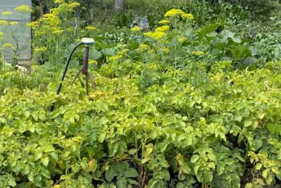 Лунный календарь и секреты богатого урожая: когда сажать картошку в 2026 году