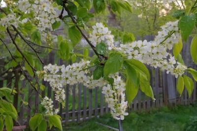 &laquo;Черемуховые холода&raquo; и аномальное тепло: май 2026 разрывает Россию - полный прогноз по регионам