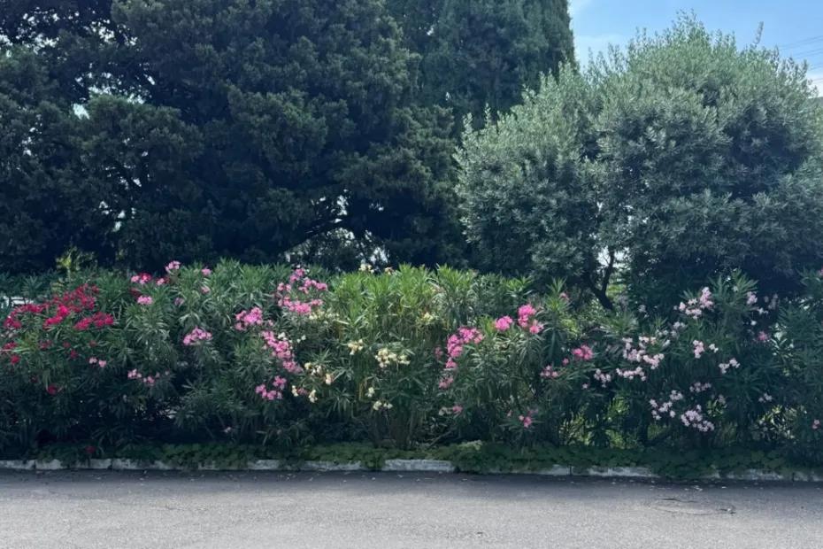 На наш Юг больше никогда - ушлые туристы отыскали другое место: вода теплая, не хамят и в 2 раза дешевле, чем в Сочи