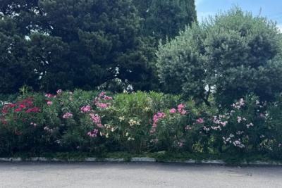 На наш Юг больше никогда - ушлые туристы отыскали другое место: вода теплая, не хамят и в 2 раза дешевле, чем в Сочи