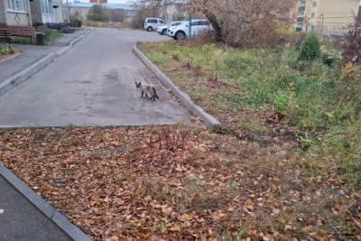 Чем привлекает самый кошачий город России, и почему тут хорошо даже людям