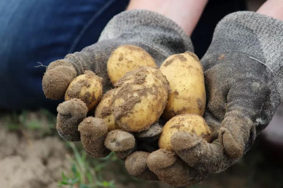Россиян оставили без «второго хлеба»: за посадку картошки на даче будут безжалостно штрафовать