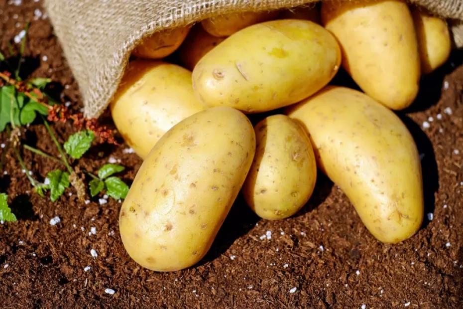 Людей оставляют без «второго хлеба»: за посадку картошки на даче будут безжалостно штрафовать