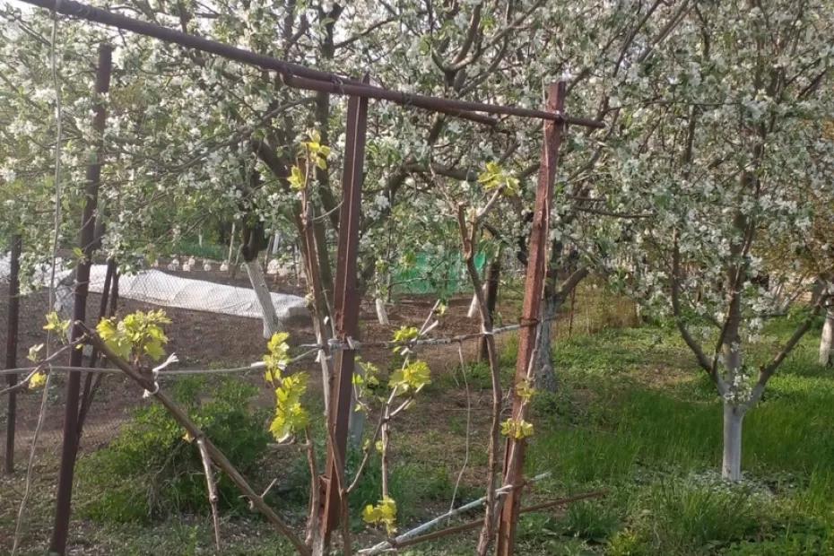 Полный запрет уже с июня: неприятный сюрприз застанет врасплох огородников и садоводов