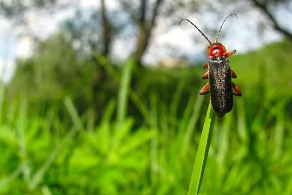 Гораздо хуже клещей: 3 вида насекомых в России, укус которых запросто вас убьет