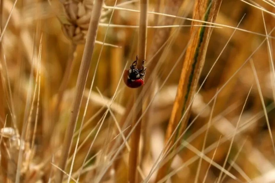Опаснее клещей: три вида насекомых в России, укус которых запросто вас убьет