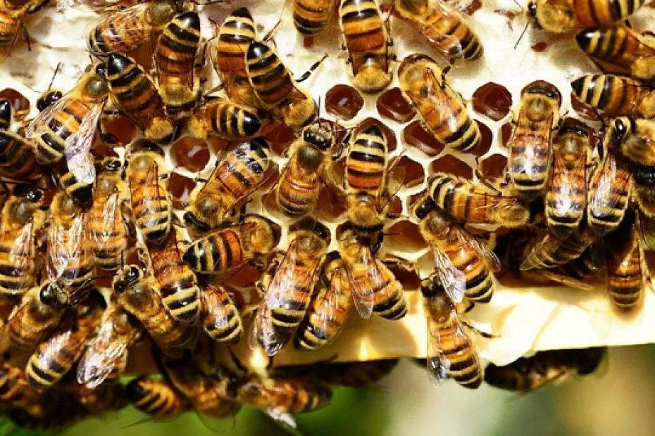Российские биологи нашли уникальных сибирских пчел - они имеют необычный цвет