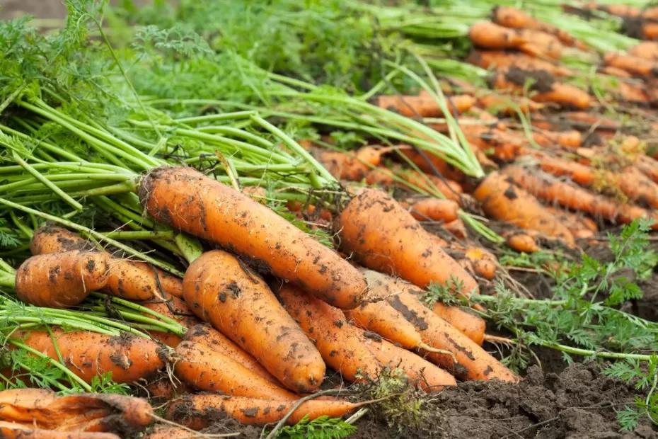 Будете собирать морковь мешками: полейте грядку этим раствором - садовод раскрыл свой секрет