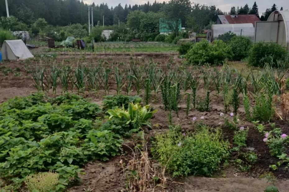 Март с аномальной жарой изменил сроки садово-огородных работ: названы новые даты