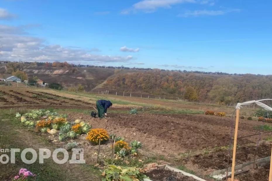 Пластиковые бутылки не выкидываю: приспособила на участке для полива и защиты и бед не знаю Пластиковые бутылки не выкидываю: приспособила на участке для полива и защиты и бед не знаю
