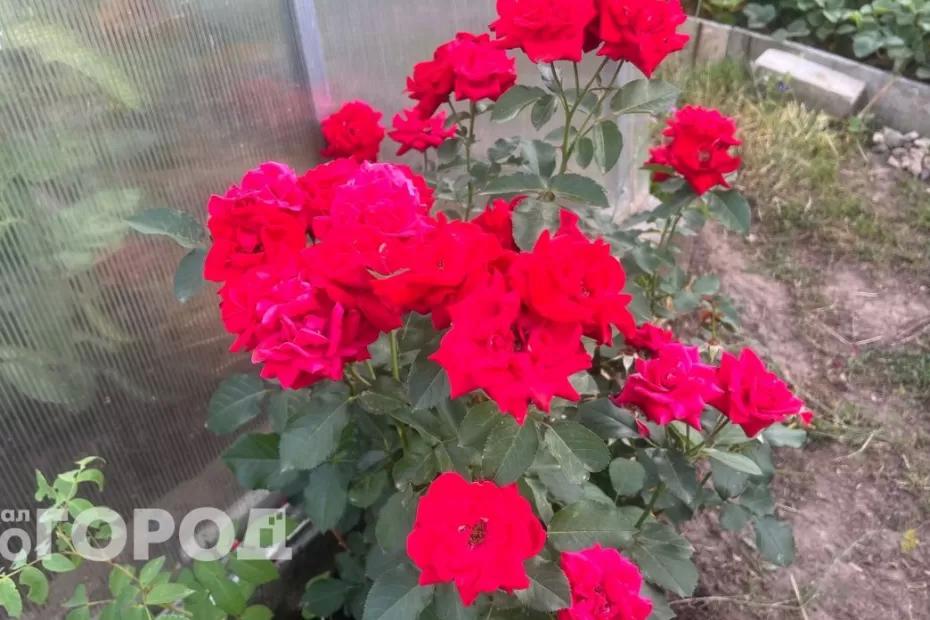 За розы и кактусы на участке посадят на 8 лет: дачникам грозит новый суровый закон За розы и кактусы на участке посадят на 8 лет: дачникам грозит новый суровый закон