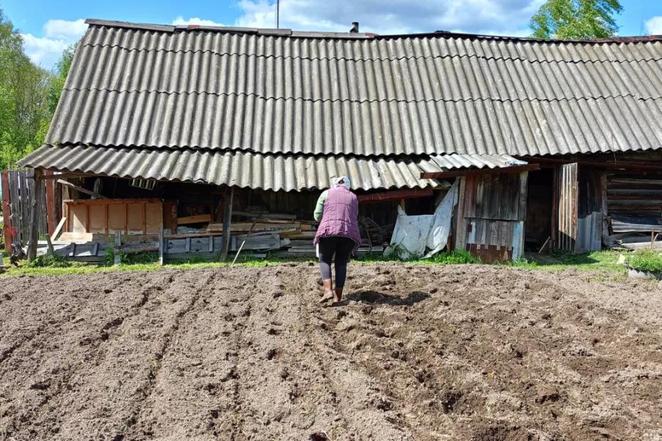 Проволочник в страхе сбежит с ваших грядок: рядом с картошкой высаживаю это чудесное растение Проволочник в страхе сбежит с ваших грядок: рядом с картошкой высаживаю это чудесное растение