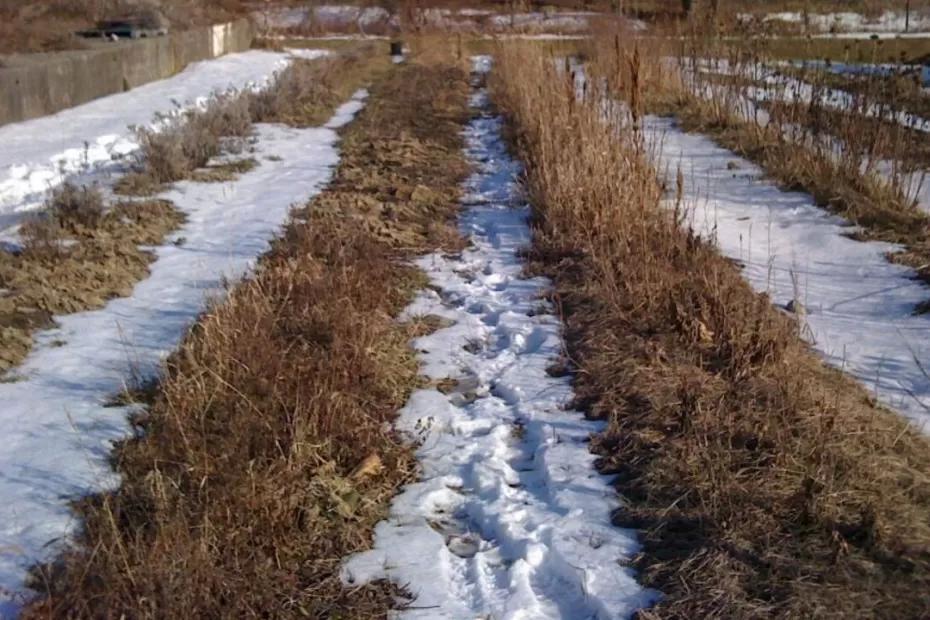 «Заморозки лишат всего посаженного»: Вильфанд дал прогноз на вторую половину мая - температура упадет до минусовой «Заморозки лишат всего посаженного»: Вильфанд дал прогноз на вторую половину мая - температура упадет до минусовой