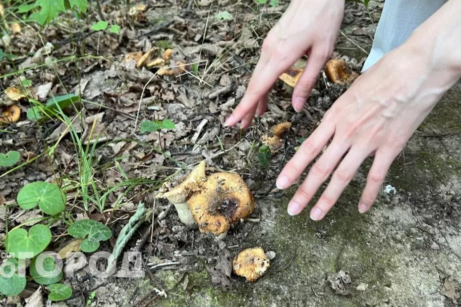 Строго запрещено с 1 июня: грибников теперь будут жестко штрафовать за эти нарушения