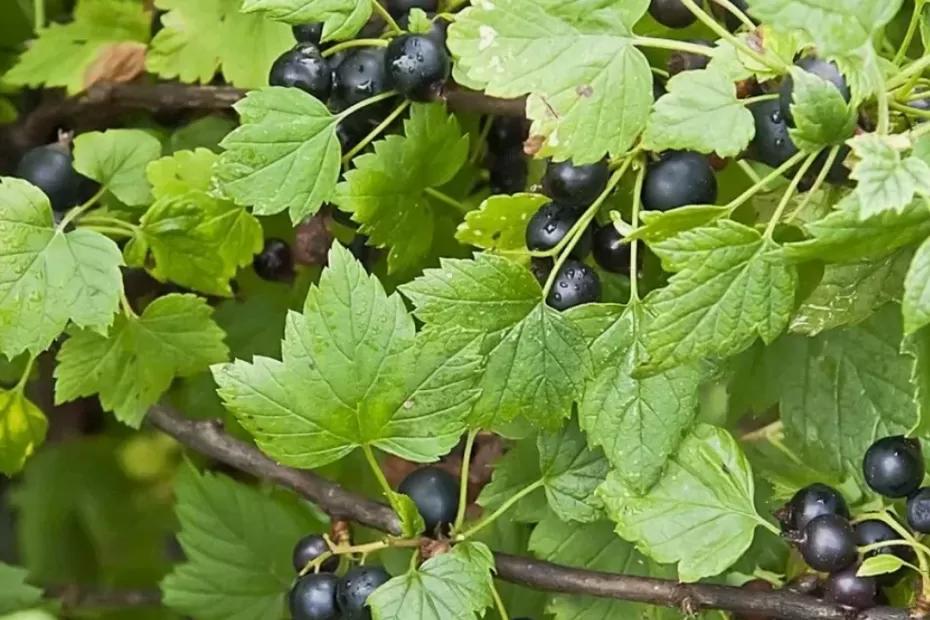 Восемь ложек под каждый куст - и получите смородину крупнее винограда и слаще меда: урожай придется собирать бочками Восемь ложек под каждый куст - и получите смородину крупнее винограда и слаще меда: урожай придется собирать бочками