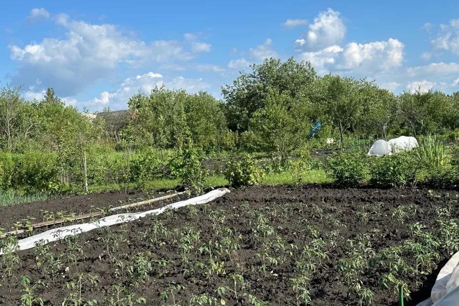 Томаты начали цвести - кладу в теплицу 1 вещь: ни одного пустоцвета, все кусты усыпаны завязями Томаты начали цвести - кладу в теплицу 1 вещь: ни одного пустоцвета, все кусты усыпаны завязями