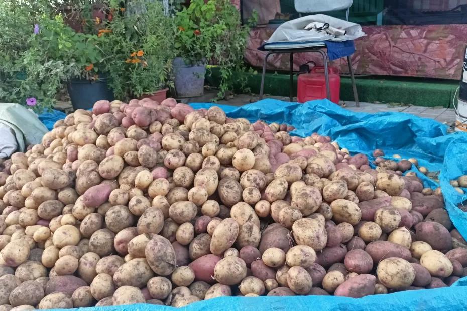Всего из-за одной малюсенькой ошибки гниет целый урожай - учитесь хранить его правильно