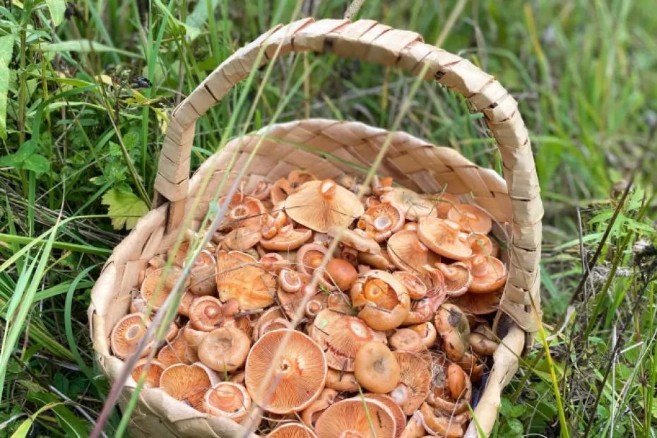 Родственник рыжика - плотный, сладкий и мясистый: грибники его не собирают, а зря! Родственник рыжика - плотный, сладкий и мясистый: грибники его не собирают, а зря!
